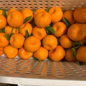 簡単裏技！ポンカンみかん柑橘類の長持ち保存方法♩